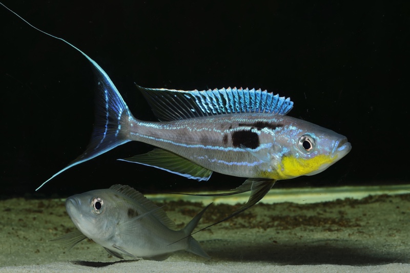 Benthochromis horii 'Cape Kabogo'